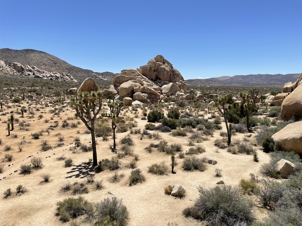 Joshua Tree